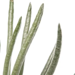 Best Silber-Kreuzkraut (Senecio scaposus) D 10,5 H 15 cm Für Sonne|Kleine Zimmerpflanzen