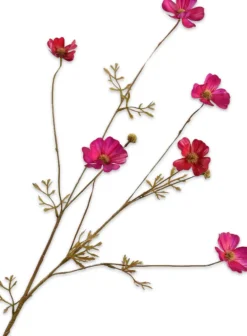 Sale Silk-Ka Kunstblume Cosmos violett 77 cm Kunstblumen