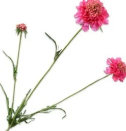 Online Silk-Ka Kunstblume Scabiosa violett 66 cm Kunstblumen
