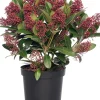 Skimmie (Skimmia japonica 'Rubella') D 15 cm H 35 cm Immergrüne Pflanzen|Winterharte Pflanzen