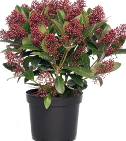 Skimmie (Skimmia japonica 'Rubella') D 15 cm H 35 cm Immergrüne Pflanzen|Winterharte Pflanzen