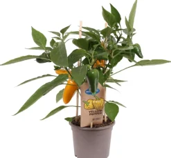 Clearance Snackpaprika gelb (Capsicum annuum) D 14 H 45 cm Obst, Gemüse & Kräuter|Gemüsepflanzen