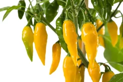 Clearance Snackpaprika gelb extra scharf (Capsicum chinense) D 14 H 40 cm Obst, Gemüse & Kräuter|Gemüsepflanzen