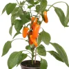 Snackpaprika orange (Capsicum annuum) D 14 H 40 cm Obst, Gemüse & Kräuter|Gemüsepflanzen