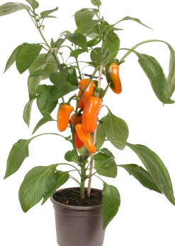Snackpaprika orange (Capsicum annuum) D 14 H 40 cm Obst, Gemüse & Kräuter|Gemüsepflanzen