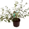 Best Sommerflieder (Buddleja davidii 'Black Knight') D 24 H 40 cm Schmetterlingsflieder|Blühende Pflanzen