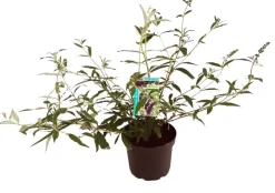 Best Sommerflieder (Buddleja davidii 'Black Knight') D 24 H 40 cm Schmetterlingsflieder|Blühende Pflanzen