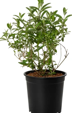 New Sommerflieder (Buddleja davidii 'Royal Red') D 24 H 40 cm Blühende Pflanzen|Schmetterlingsflieder