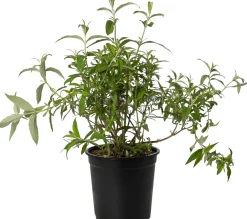 Sale Sommerflieder (Buddleja davidii 'White Profusion') D 24 H 40 cm Blühende Pflanzen|Schmetterlingsflieder