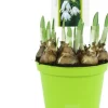 Online Sommerknotenblume (Leucojum aestivum) D 12 H 14 cm Blühende Pflanzen|Winterharte Pflanzen