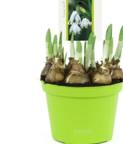 Online Sommerknotenblume (Leucojum aestivum) D 12 H 14 cm Blühende Pflanzen|Winterharte Pflanzen