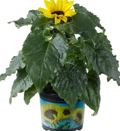 Discount Sonnenblume (Helianthus 'Sunsation') D 13 H 30 cm Blühende Pflanzen|Einjährige Pflanzen