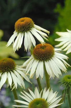 Clearance Sonnenhut (Echinacea purpurea 'White Swan') D 9 H 5 cm Mehrjährige Pflanzen|Echinacea