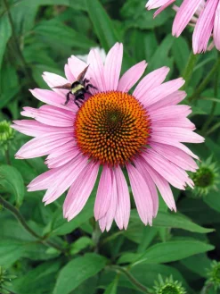 Sonnenhut (Echinacea purpurea 'Magnus') Blühende Pflanzen|Mehrjährige Pflanzen