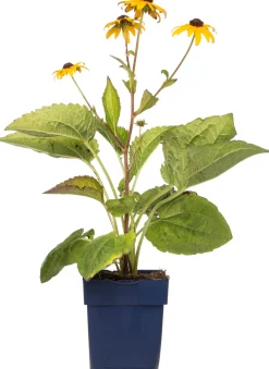 Online Sonnenhut (Rudbeckia fulgida 'Goldsturm') Mehrjährige Pflanzen|Rudbeckia