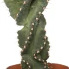 Sale Spiralkaktus (Cereus spiralis) D 11 H 25 cm Kleine Zimmerpflanzen|Für Sonne