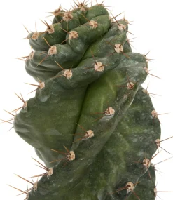 Sale Spiralkaktus (Cereus spiralis) D 11 H 25 cm Kleine Zimmerpflanzen|Für Sonne