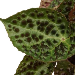 Online Stachel Blattbegonie (Begonia 'Ferox') D 13 H 40 cm Kleine Zimmerpflanzen|Grünpflanzen