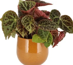 Online Stachel Blattbegonie (Begonia 'Ferox') D 13 H 40 cm Kleine Zimmerpflanzen|Grünpflanzen