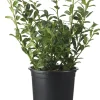 Discount Stechpalme (Ilex crenata 'Luxus Hedge') D 10,5 H 15 cm Winterharte Pflanzen|Stechpalme