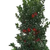 Sale Stechpalme (Ilex meserveae 'Heckenfee') D 30 H 80 cm Blühende Pflanzen|Immergrüne Pflanzen
