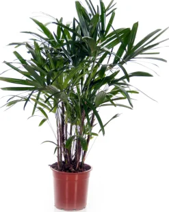 Best Steckenpalme (Rhapis excelsa) D 21 cm H 130 cm Große Pflanzen|Grünpflanzen