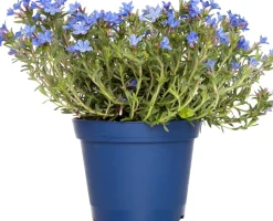 Best Steinsame (Lithodora diffusa 'Heavenly Blue') D 15 H 10 cm Blühende Pflanzen|Immergrüne Pflanzen