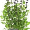 Sale Steppen-Salbei (Salvia nemorosa 'Caradonna') D 17 H 50 cm Blühende Pflanzen|Mehrjährige Pflanzen