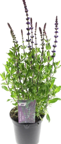 Sale Steppen-Salbei (Salvia nemorosa 'Caradonna') D 17 H 50 cm Blühende Pflanzen|Mehrjährige Pflanzen