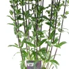 Clearance Steppen-Salbei (Salvia nemorosa 'Caradonna') D 17 H 50 cm Mehrjährige Pflanzen|Salbei