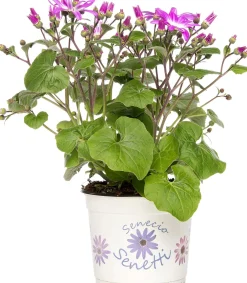 New Sternblume (Senecio 'Senetti Magenta Bicolor') D 15 H 38 cm Blühende Pflanzen|Einjährige Pflanzen