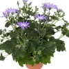 Online Sternblume (Senecio 'Senetti Lavender') D 15 H 38 cm Blühende Pflanzen|Einjährige Pflanzen