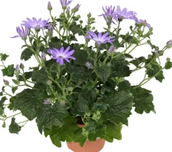 Online Sternblume (Senecio 'Senetti Lavender') D 15 H 38 cm Blühende Pflanzen|Einjährige Pflanzen