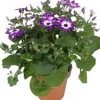 Sternblume (Senecio 'Senetti Violet Bicolor') D 15 H 38 cm Blühende Pflanzen|Einjährige Pflanzen
