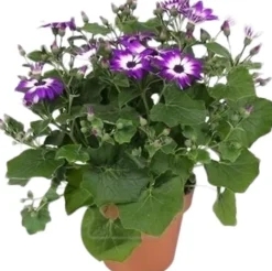 Sternblume (Senecio 'Senetti Violet Bicolor') D 15 H 38 cm Blühende Pflanzen|Einjährige Pflanzen