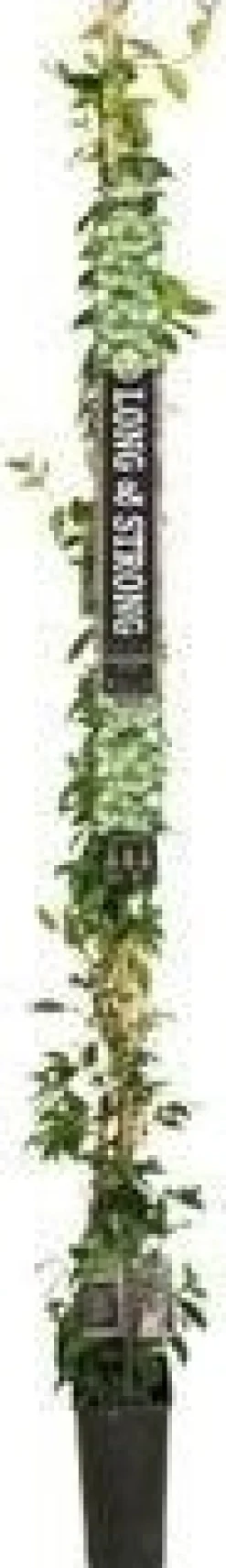 Outlet Sternjasmin (Trachelospermum jasminoides) D 19 H 150 cm Blühende Pflanzen|Kletterpflanzen