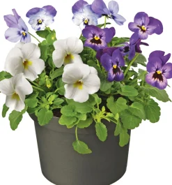 New Stiefmütterchen dreifarbig (Viola) D 12 cm Blühende Pflanzen|Winterharte Pflanzen