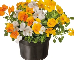 New Stiefmütterchen dreifarbig (Viola) D 12 cm Blühende Pflanzen|Winterharte Pflanzen