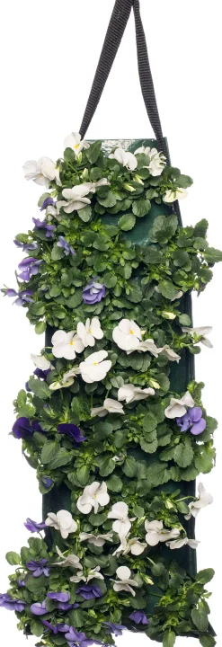 Sale Stiefmütterchen Wandhänger (Viola) D 20 H cm Einjährige Pflanzen|Stiefmütterchen & Hornveilchen