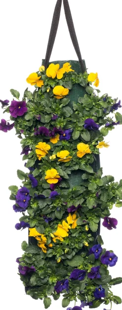 Sale Stiefmütterchen Wandhänger (Viola) D 20 H cm Einjährige Pflanzen|Stiefmütterchen & Hornveilchen