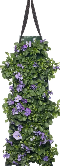 Sale Stiefmütterchen Wandhänger (Viola) D 20 H cm Einjährige Pflanzen|Stiefmütterchen & Hornveilchen