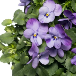 Sale Stiefmütterchen Wandhänger (Viola) D 20 H cm Einjährige Pflanzen|Stiefmütterchen & Hornveilchen
