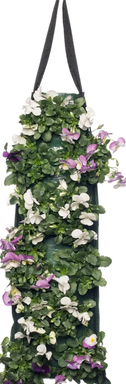 Sale Stiefmütterchen Wandhänger (Viola) D 20 H cm Einjährige Pflanzen|Stiefmütterchen & Hornveilchen