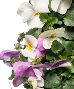 Sale Stiefmütterchen Wandhänger (Viola) D 20 H cm Einjährige Pflanzen|Stiefmütterchen & Hornveilchen