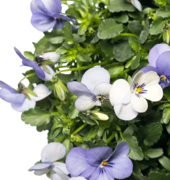 Sale Stiefmütterchen Wandhänger (Viola) D 20 H cm Einjährige Pflanzen|Stiefmütterchen & Hornveilchen