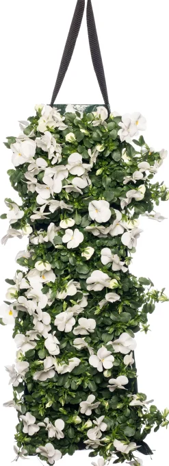 Sale Stiefmütterchen Wandhänger (Viola) D 20 H cm Einjährige Pflanzen|Stiefmütterchen & Hornveilchen