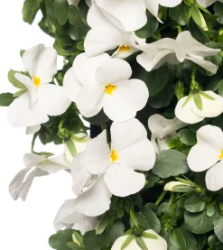 Sale Stiefmütterchen Wandhänger (Viola) D 20 H cm Einjährige Pflanzen|Stiefmütterchen & Hornveilchen