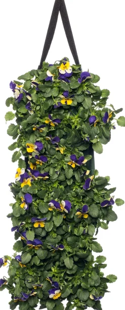 Sale Stiefmütterchen Wandhänger (Viola) D 20 H cm Einjährige Pflanzen|Stiefmütterchen & Hornveilchen