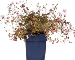 Clearance Storchschnabel (Geranium 'Dusky Crug') D 11 H 10 cm Blühende Pflanzen|Winterharte Pflanzen