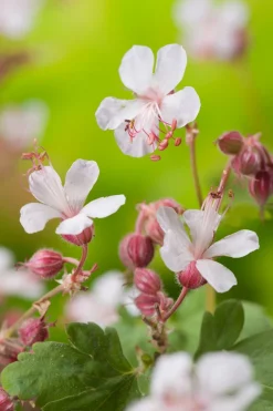 Sale Storchschnabel (Geranium macrorrhizum 'Spessart') D 11 cm Immergrüne Pflanzen|Mehrjährige Pflanzen